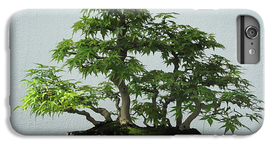 Japanese Maple Bonsai Iphone 6 Plus Case For Sale By Brandy Woods