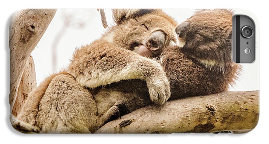 Koala iPhone 6 Plus Case featuring the photograph Koala 5 by Werner Padarin