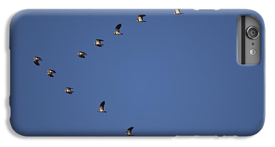 Northern Lapwing iPhone 6 Plus Case featuring the photograph Lapwing Flock by Per-Olov Eriksson