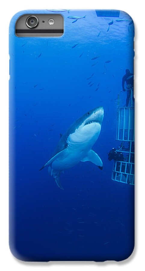 Carcharodon Carcharias iPhone 6 Plus Case featuring the photograph Male Great White With Cage, Guadalupe by Todd Winner