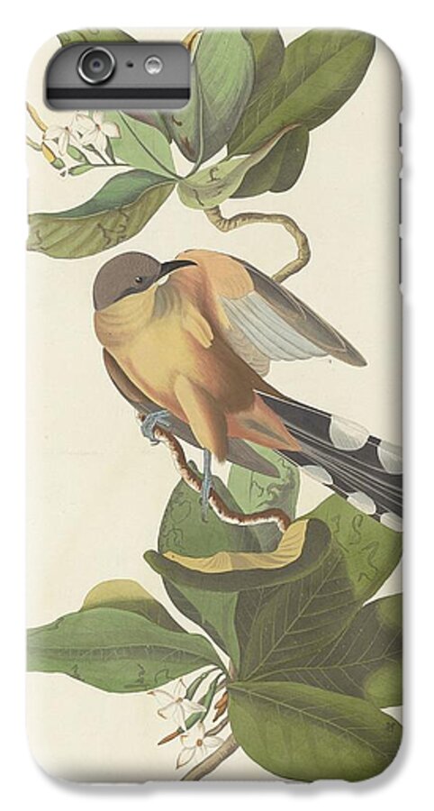 Audubon iPhone 6 Plus Case featuring the drawing Mangrove Cuckoo by Dreyer Wildlife Print Collections 