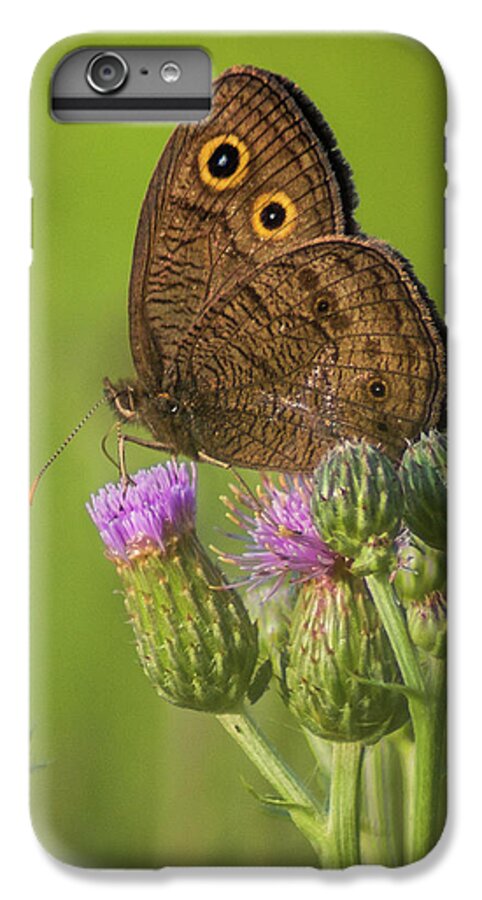 Macro iPhone 6 Plus Case featuring the photograph Pauper's Throne by Bill Pevlor