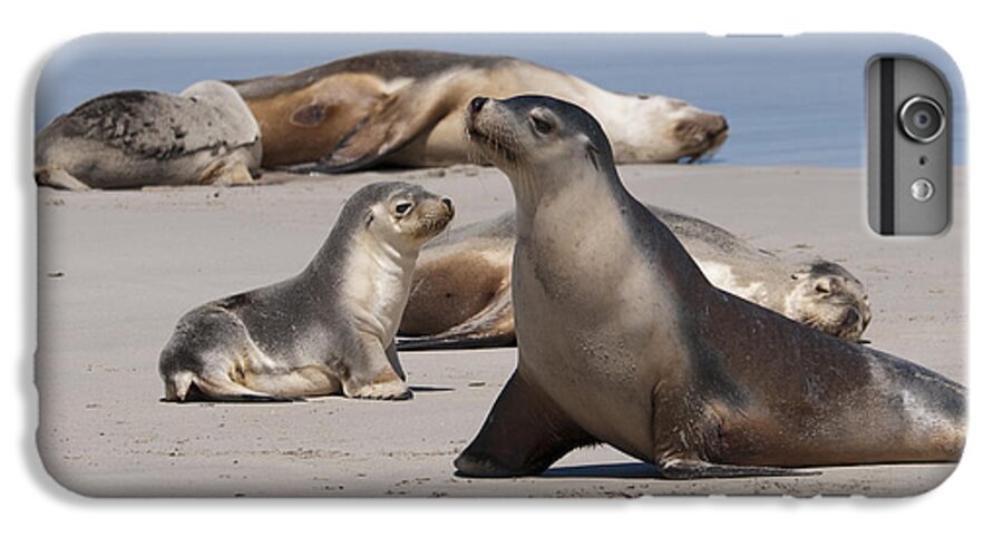 Sea Lion iPhone 6 Plus Case featuring the photograph Sea Lions by Werner Padarin
