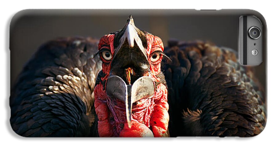 Southern iPhone 6 Plus Case featuring the photograph Southern Ground Hornbill swallowing a seed by Johan Swanepoel