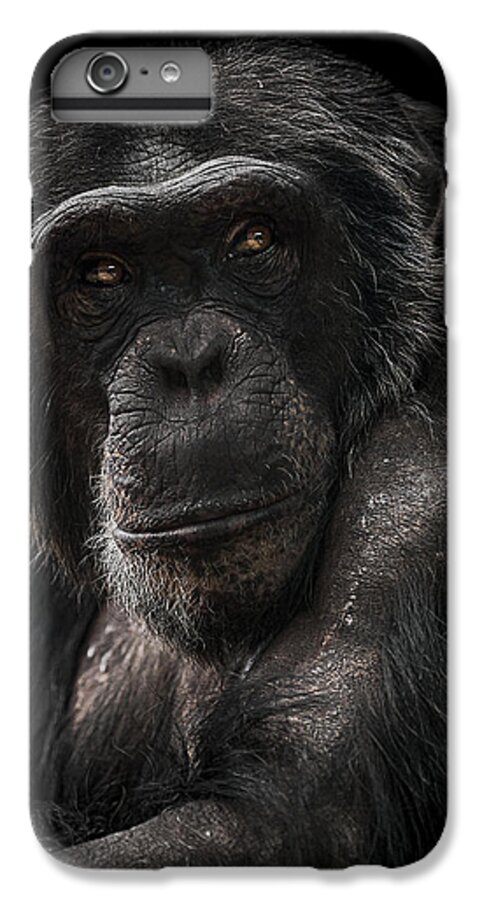 Chimpanzee iPhone 6 Plus Case featuring the photograph The Contender by Paul Neville