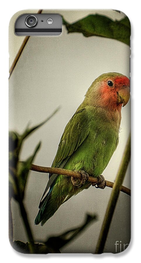 Peach Face Lovebird iPhone 6 Plus Case featuring the photograph The Lovebird by Saija Lehtonen