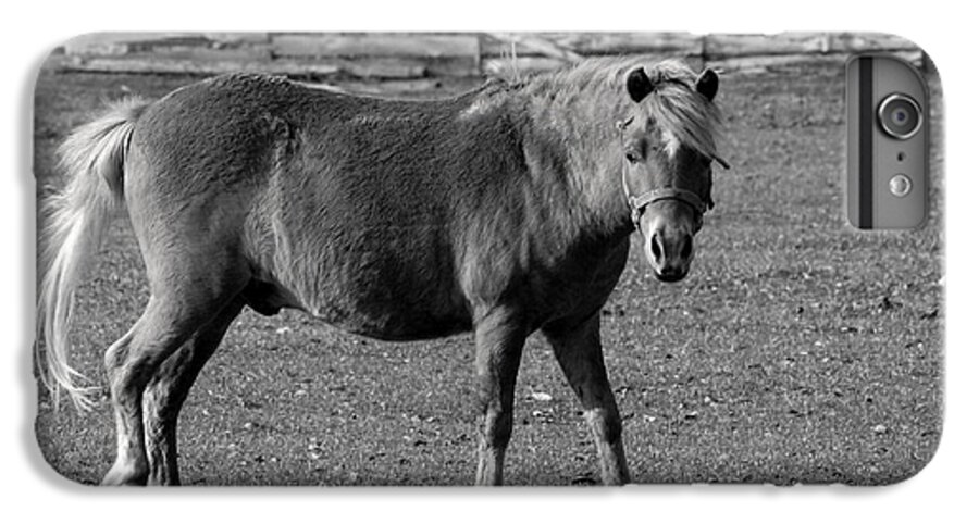  iPhone 6 Plus Case featuring the photograph The Pony Tale by Debbie May