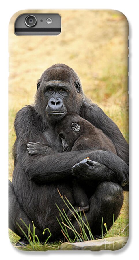 Western Lowland Gorilla iPhone 6 Plus Case featuring the photograph Western Gorilla And Young by Jurgen & Christine Sohns/FLPA