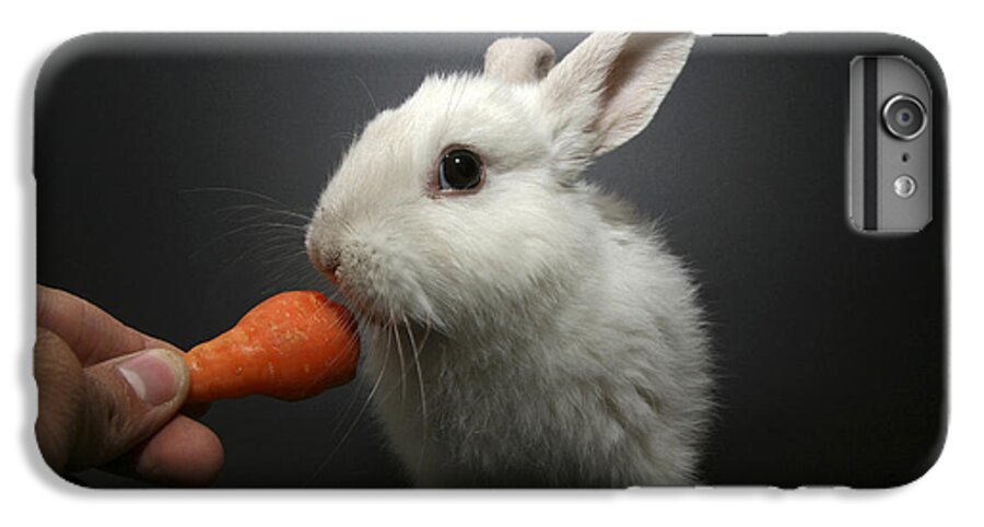 White iPhone 6 Plus Case featuring the photograph White Rabbit by Yedidya yos mizrachi