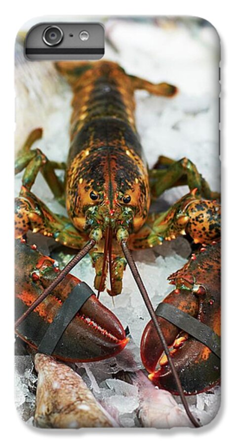 A Fresh Lobster And Saltwater Fish iPhone 6 Plus Case by Osborne, Ria -  Fine Art America