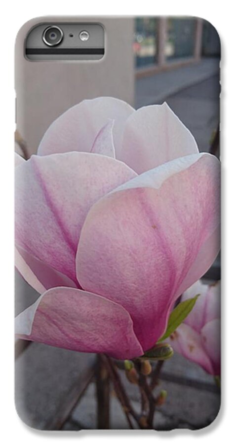  iPhone 6 Plus Case featuring the photograph Magnolia by Anzhelina Georgieva