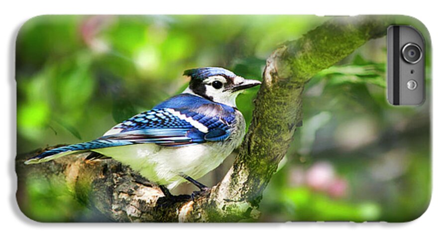 Blue Jay iPhone 6 Plus Case featuring the photograph Spring Blue Jay by Christina Rollo