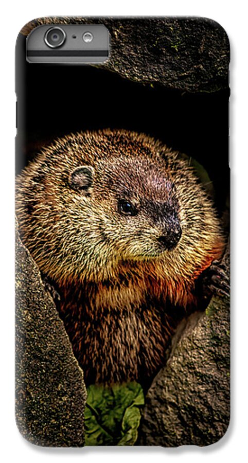 #faatoppicks iPhone 6 Plus Case featuring the photograph The Groundhog by Bob Orsillo