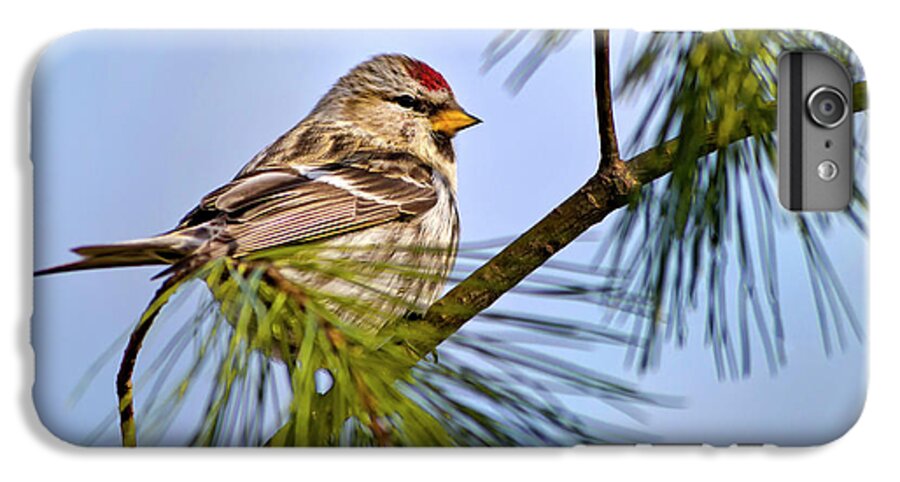 Bird iPhone 6 Plus Case featuring the photograph Common Redpoll Bird by Christina Rollo