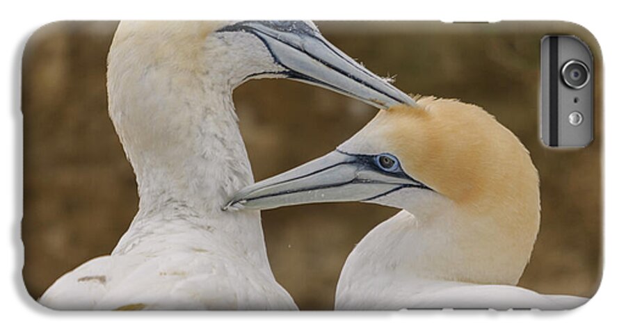 Gannet iPhone 6 Plus Case featuring the photograph Gannets 4 by Werner Padarin