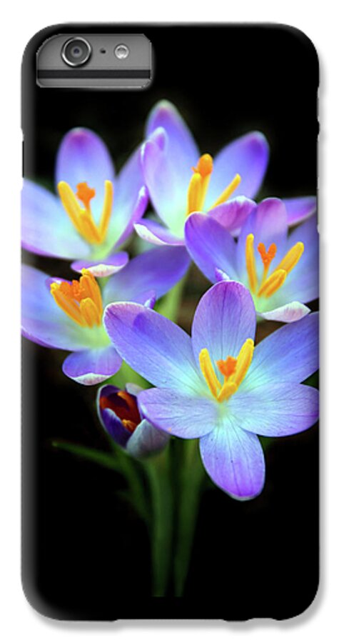 Crocus iPhone 6 Plus Case featuring the photograph Spring Crocus by Jessica Jenney