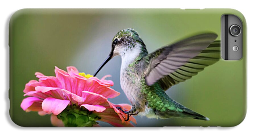 Hummingbird iPhone 6 Plus Case featuring the photograph Tranquil Joy Hummingbird Square by Christina Rollo