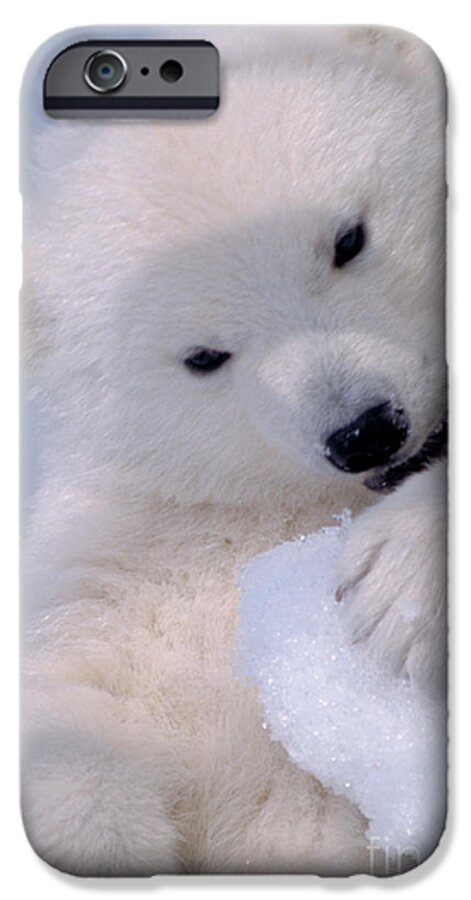 Bear iPhone 6s Case featuring the photograph Polar Bear Cub #1 by Mark Newman