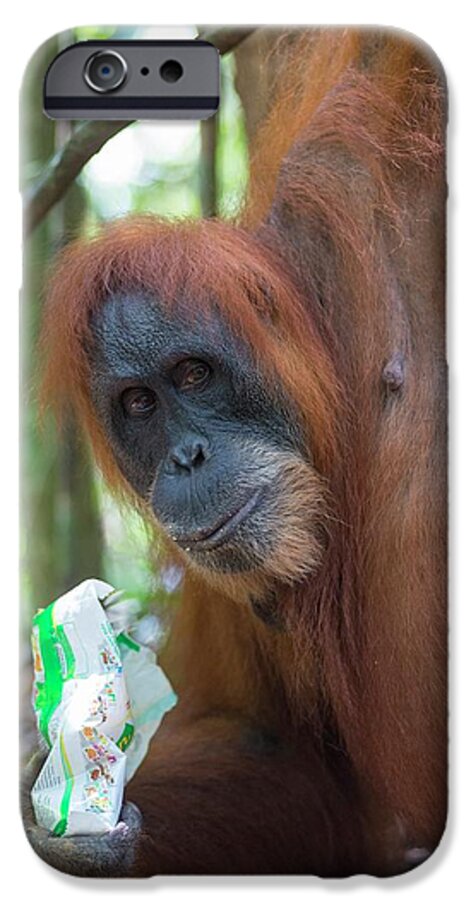 Animal iPhone 6s Case featuring the photograph Sumatran Orangutan #2 by Scubazoo