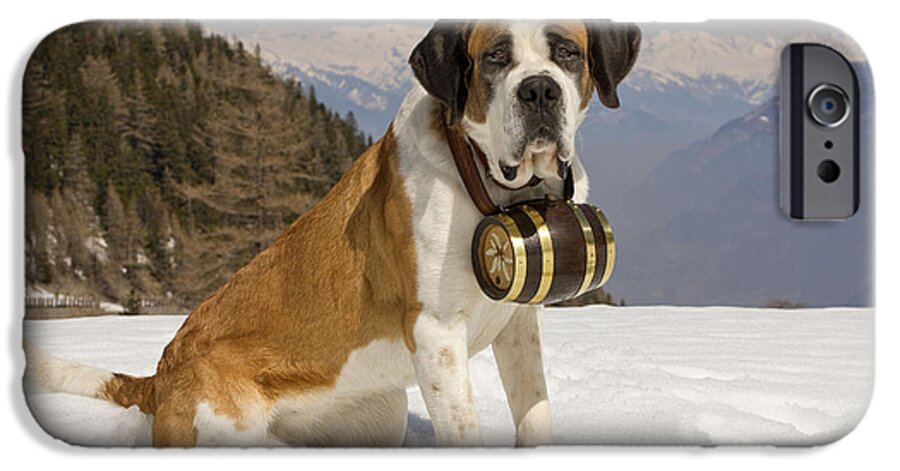 Dog iPhone 6s Case featuring the photograph Saint Bernard #5 by Jean-Michel Labat
