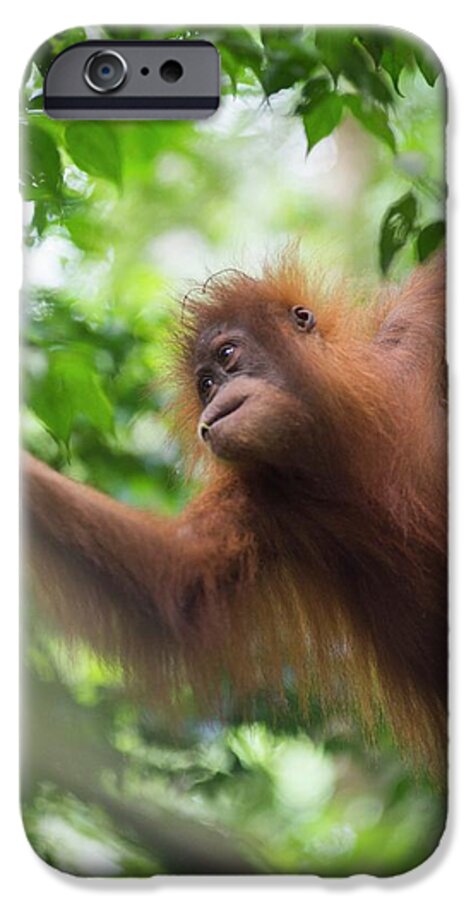 Animal iPhone 6s Case featuring the photograph Sumatran Orangutan #5 by Scubazoo