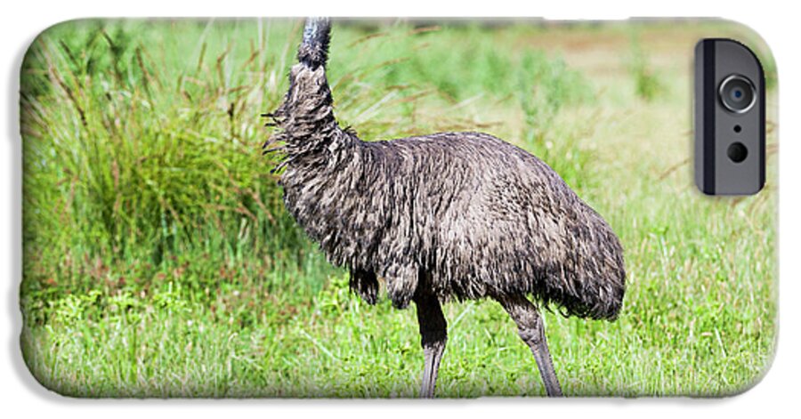 Animal iPhone 6s Case featuring the photograph Emu (dromaius Novaehollandiae #6 by Martin Zwick