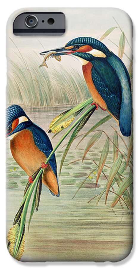 Kingfisher; Birds; Bird; Fish; Colorful; Reeds; River iPhone 6s Case featuring the drawing Alcedo Ispida plate from The Birds of Great Britain by John Gould by John Gould William Hart