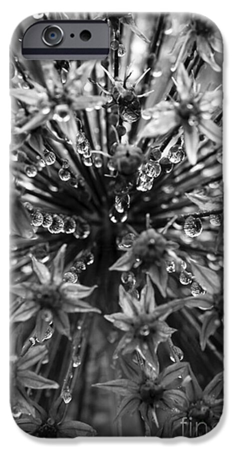 Monochrome iPhone 6s Case featuring the photograph Allium Jewels by Anne Gilbert