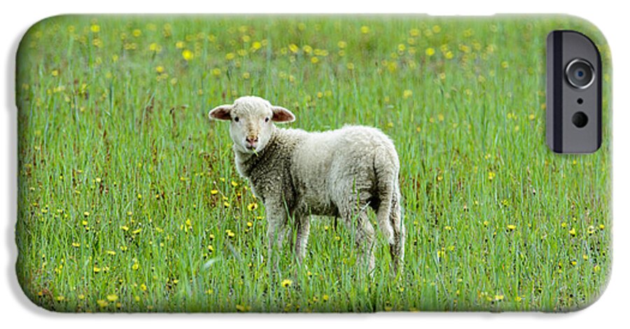 Sheep iPhone 6s Case featuring the photograph Bahhhhh by David Yack