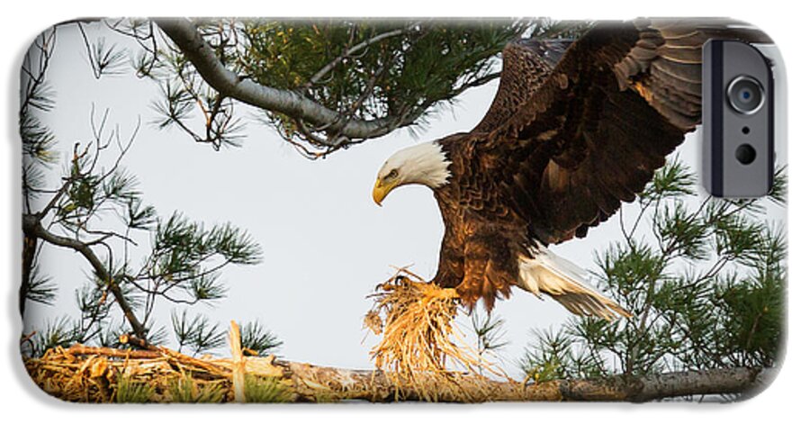 Bald Eagle iPhone 6s Case featuring the photograph Bald Eagle building nest by Everet Regal
