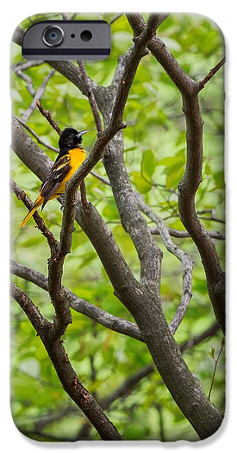 Baltimore Oriole iPhone 6s Case featuring the photograph Baltimore Oriole by Bill Wakeley