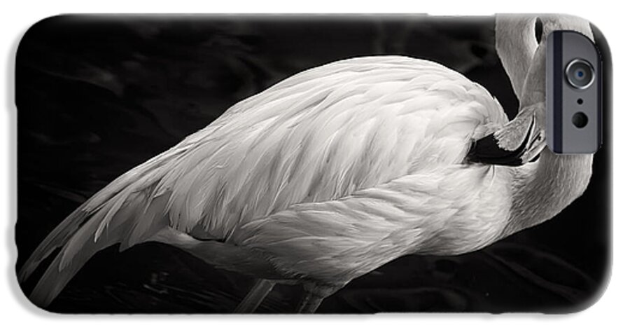 3scape iPhone 6s Case featuring the photograph Black and White Flamingo by Adam Romanowicz