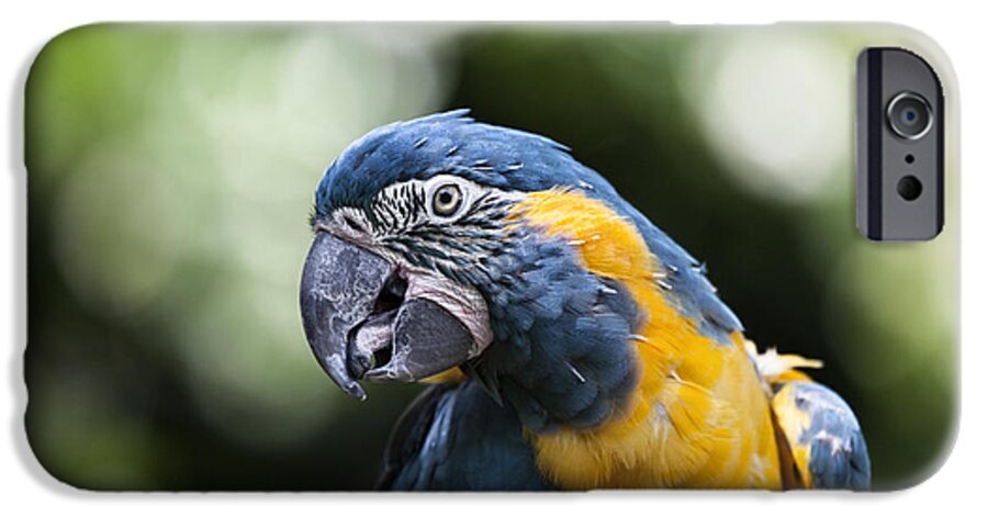 Blue Gold Macaw iPhone 6s Case featuring the photograph Blue and Gold Macaw V5 by Douglas Barnard