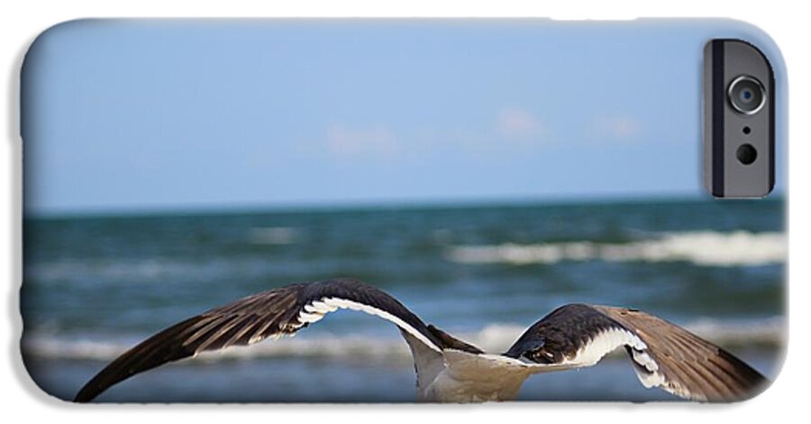 Laughing Gull iPhone 6s Case featuring the photograph Bottoms Up by Candice Trimble