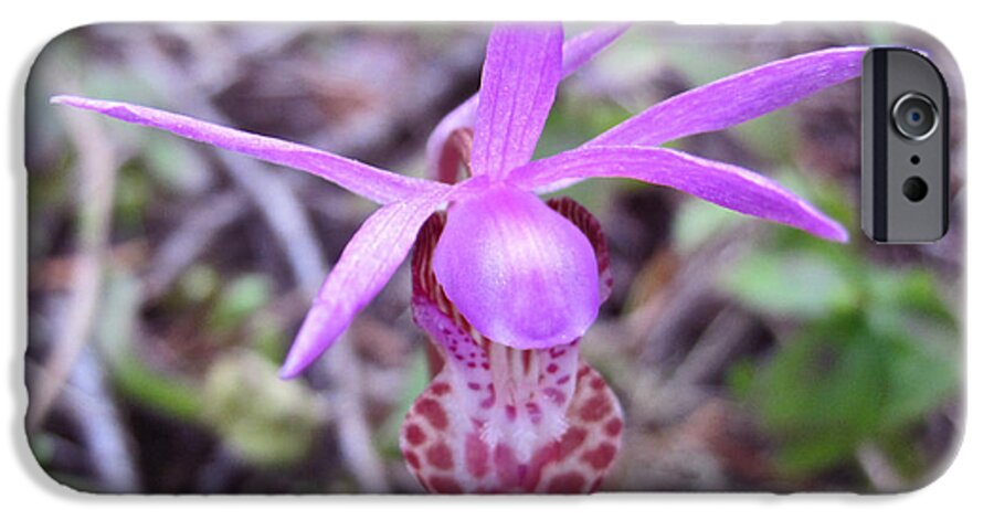 Wild Orchids iPhone 6s Case featuring the photograph Calypso orchid Star Gulch Rd     h Rd. by Dan A Barker
