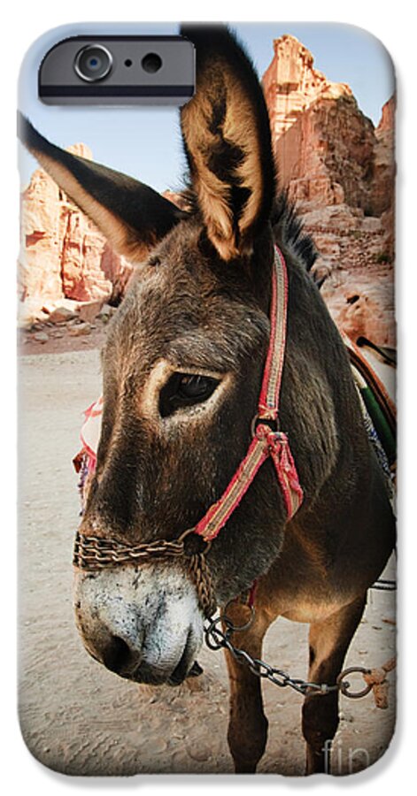 Donkey iPhone 6s Case featuring the photograph Donkey by Jelena Jovanovic