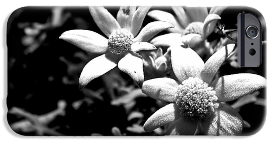 Flannel Flower iPhone 6s Case featuring the photograph Flannel flower by Miroslava Jurcik
