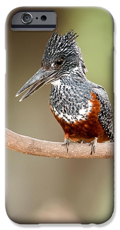 Photography iPhone 6s Case featuring the photograph Giant Kingfisher Megaceryle Maxima by Panoramic Images