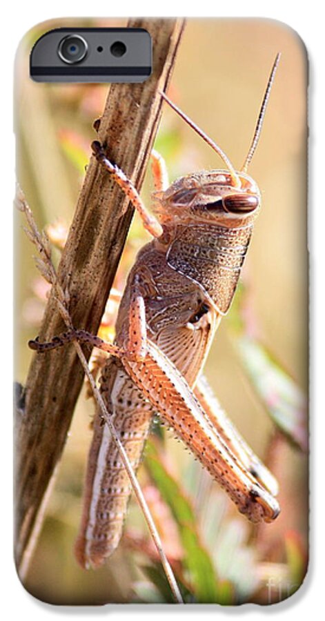Grasshopper iPhone 6s Case featuring the photograph Grasshopper in the Marsh by Carol Groenen