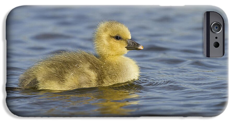 Nis iPhone 6s Case featuring the photograph Greylag Goose Gosling Zeeland by Sytze Jongma