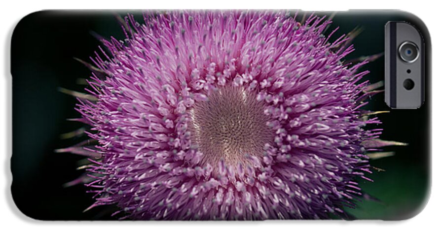Thistle iPhone 6s Case featuring the photograph Gynormous Thistle by Shane Holsclaw