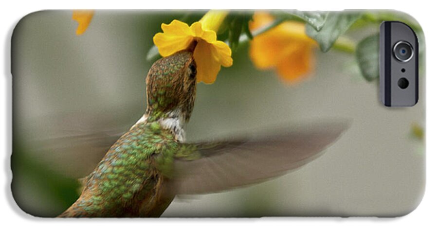 Bird iPhone 6s Case featuring the photograph Hummingbird sips Nectar by Heiko Koehrer-Wagner
