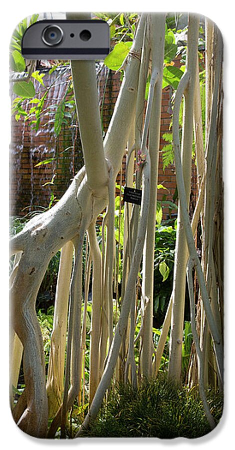 Nobody iPhone 6s Case featuring the photograph Indian Banyan Tree (ficus Benghalensis) by Jim West