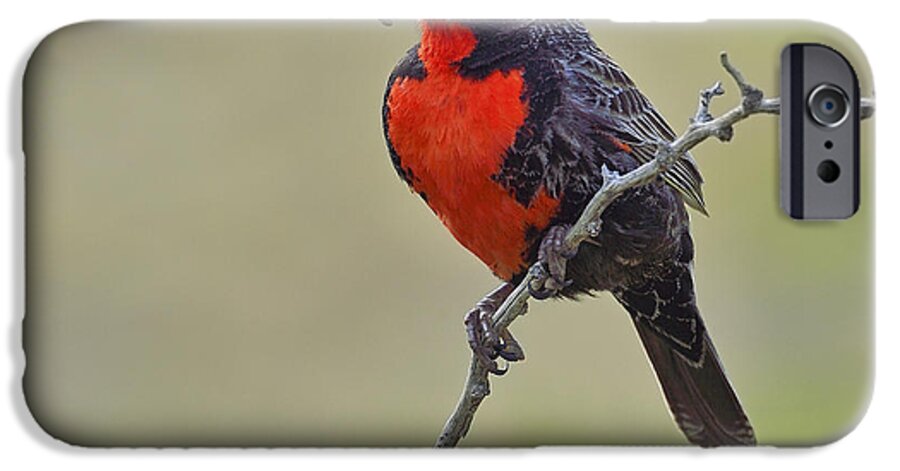 Long-tailed Meadowlark iPhone 6s Case featuring the photograph Long-tailed Meadowlark by Tony Beck