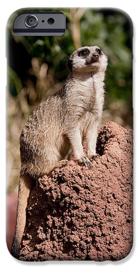 Meercats iPhone 6s Case featuring the photograph Lookout Post by Michelle Wrighton