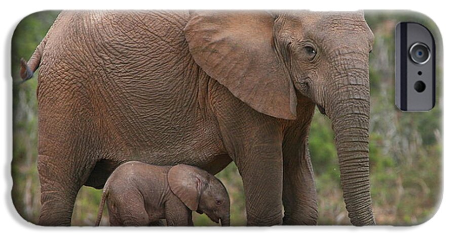 Elephant iPhone 6s Case featuring the photograph Mother and Calf by Bruce J Robinson