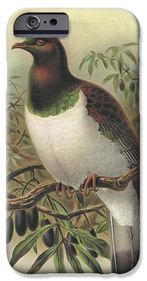 New Zealand Pigeon iPhone 6s Case featuring the painting New Zealand Pigeon by Dreyer Wildlife Print Collections 