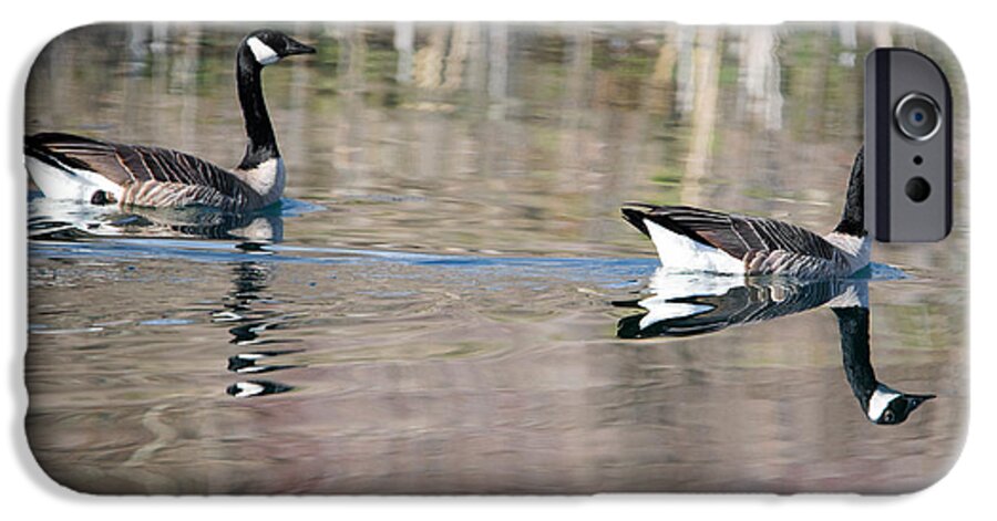 Canadian Geese. Canada Geese iPhone 6s Case featuring the photograph On Golden Pond by Michael Dawson