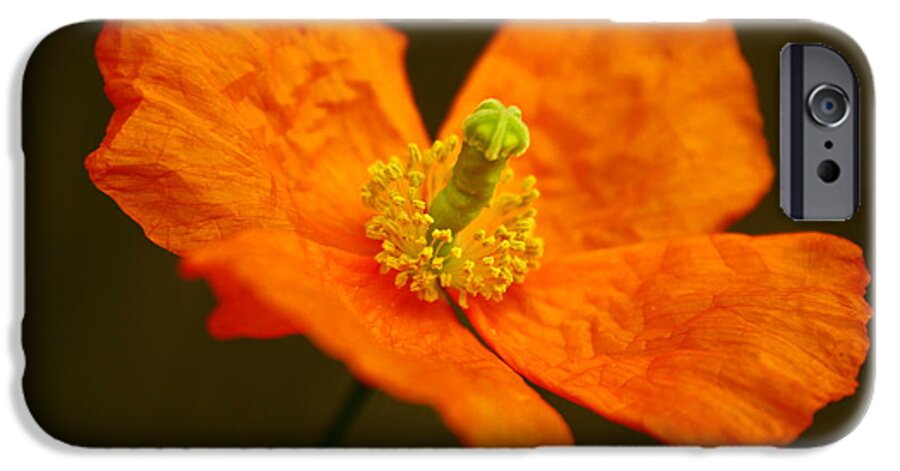 Paper iPhone 6s Case featuring the photograph Orange Paper Poppy by Alexandra Rampolla