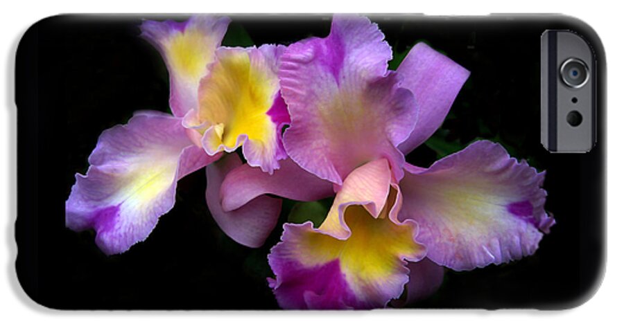 Flowers iPhone 6s Case featuring the photograph Orchid Embrace by Jessica Jenney